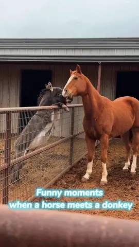 Funny moments when a horse meets a donkey.#horse #horses #donkey #funnyanimals 