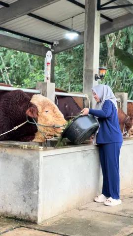 Sarapan pagi 🐄 #sapiqurban #peternakmuda #sapisuper #sapijumbo #sapi #sapisimental 