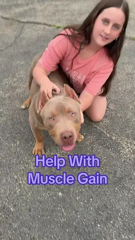 Does your doggy need more muscle? #americanxlbully #bullydog #bullymax #muscledog #bullybreeds #dogfoodtips #dogsupplements @Bully Max 