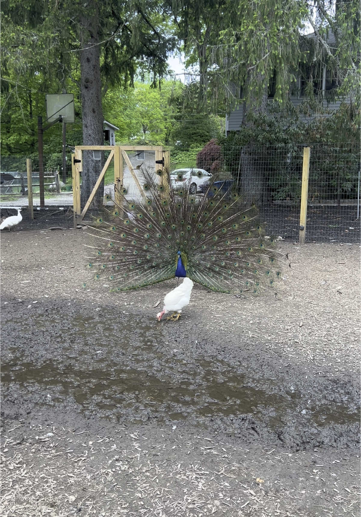 Started with 3 and ended with 300 🤣 #farm #emu #animals #zoo 