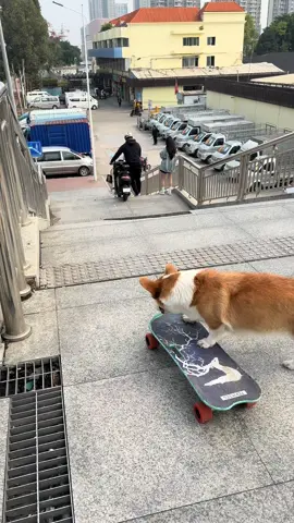 Go…..,#dogskateboard #corgi #pets #cool #cute #dogsoftiktok 