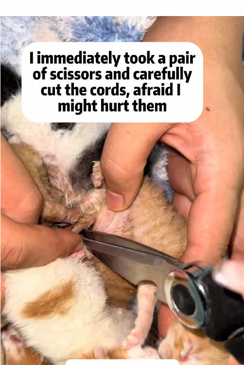Rescue stray cats. I tried to give them a second chance at life.#rescue #rescueanimals #animals #newbornkittens #savinglives #adoptdontshop #tinylivesmatter #foryou #fyp 