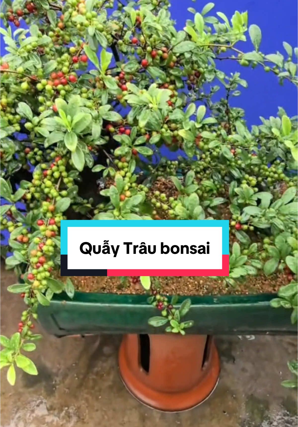 Quẫy trâu bonsai mời các bác ngắm cây , nguồn sưu tầm #linhbonsai86 #bonsaidocla #quaytraubonsai #cayquaytrau #bonsai #nghethuatbonsai #xuhuong 