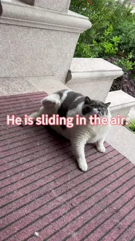 #fyp #trending #cat #usa #kitty 