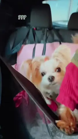 Get off the phone girl #yorkiesoftiktoks #yorkshire #yorkiesoftiktok #fypシ゚viral🖤tiktok #fypシ #yorkiepuppy #yorkiepoo #4upageonly #4u #yorkshireterrier #cutedogs #fyp 