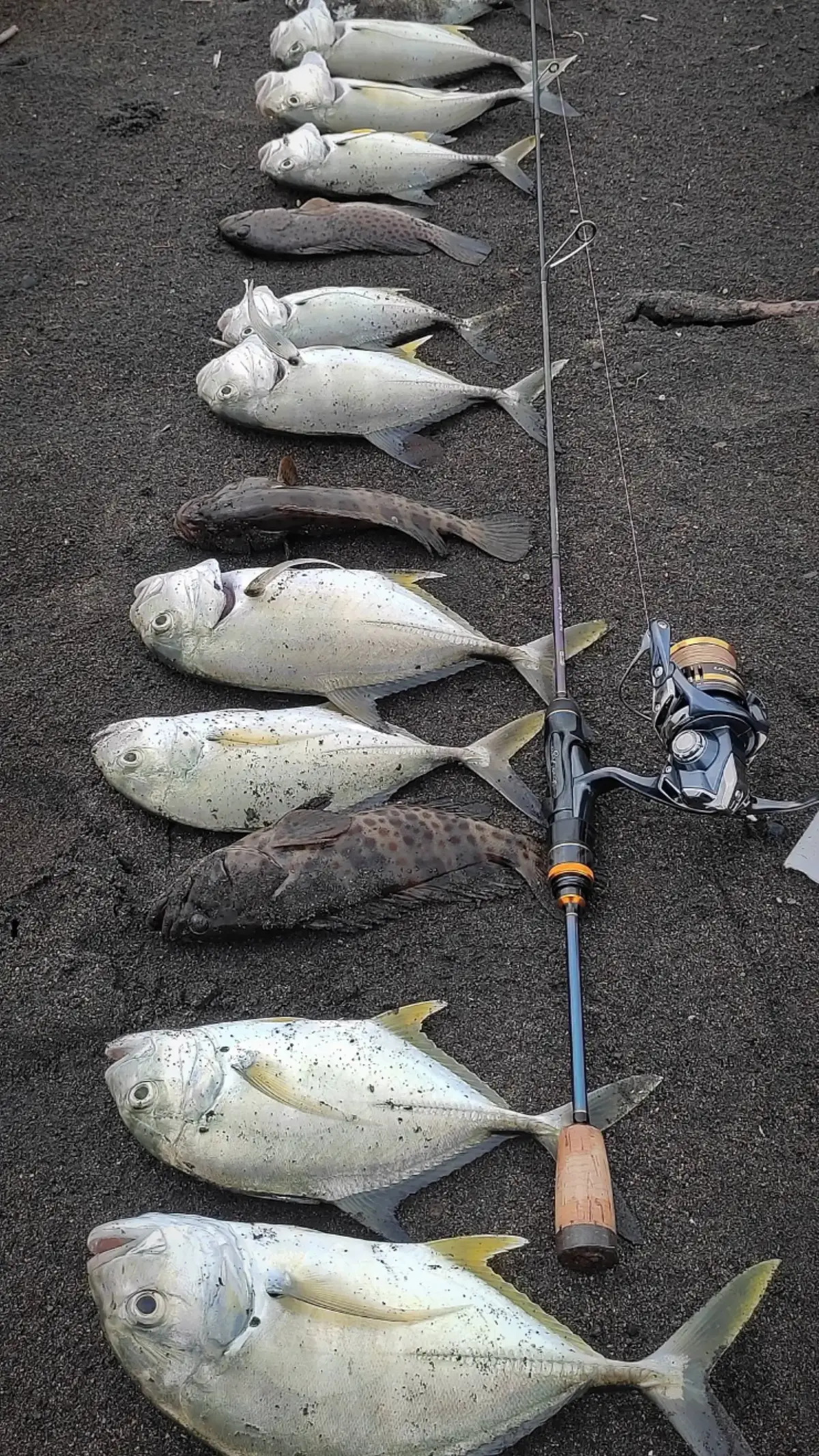 #shimano #bullzen #stradic #ultegra #shimanocardiff #casting #ultralight #fyp 