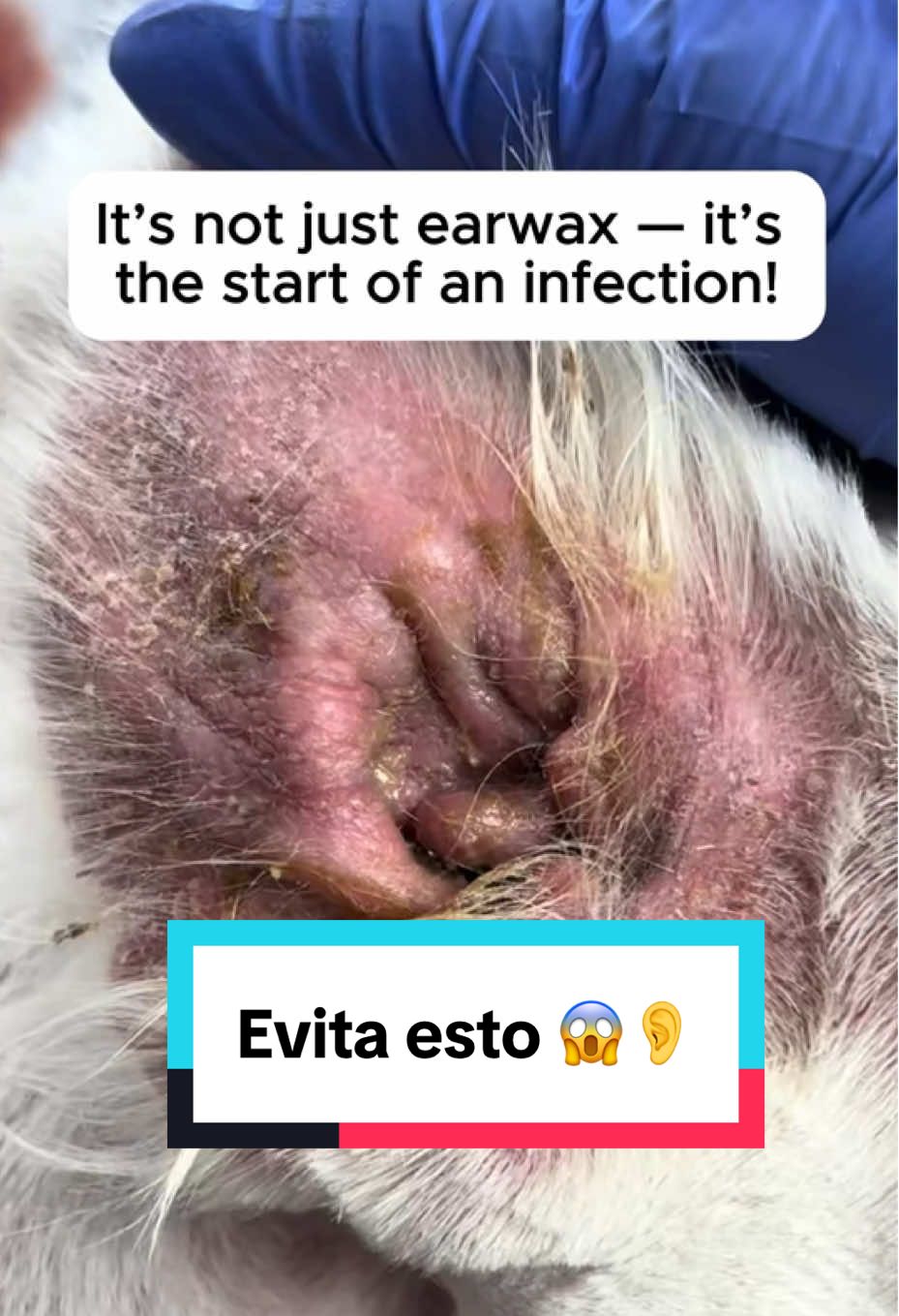 Evita problemas mayores utilizando estas gotas en los oídos de tu mascota 🐾👂@Puainta Pet #dogearinfection #dogearcleaning #dogears #puainta #puaintausa #puaintaus #puaintaearcleaner #dogsoftiktok #tiktokshop #recomendaciones #PetsOfTikTok #frenchies #dogsofttiktok #fypシ #doghealth #earinfection #limpiezadeoidos #perritos 