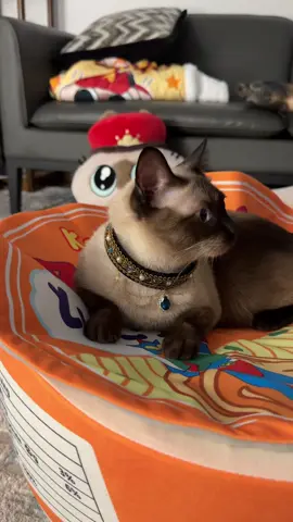 #catoftiktok #siamesecat #cute 