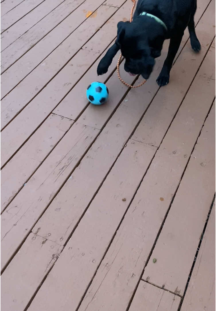 Forever using a good mental stimulation toy for this #dog 😅 #dogmom #dogsoftiktok 