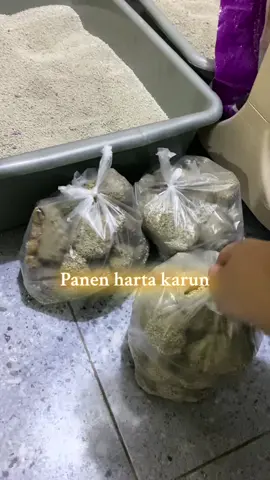 Ini baru bener bener ngilangin bau !!  . . #taikucingrasacoklat #fyp #viral #byebyebau #drbulu #odoorremover #penghilangbaulitterbox @drbuluofficial #drbulu 