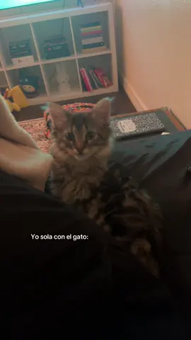 mi momento menos esquizofrénico con el gato #fyp 