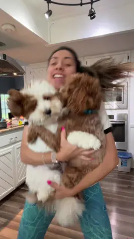 Girl and her dogs. All day. EVERY DAY. #doglover #cutepets #doglife #dogs #petlover #minigoldendoodle #brothers 