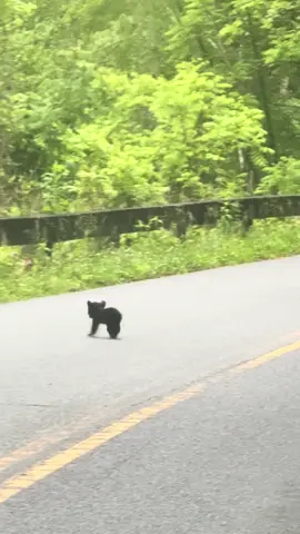 This baby bear was so small you would think it was just born 🐻 #bear #dakotacasteelmedia #blackbear #gatlingburgtennessee #animals #bears #babybear #wildlife #tn #pigeonforge 