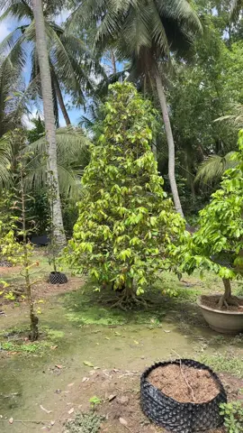 Chán con vợ tui chưa ae