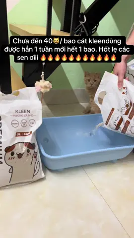Deal giá hời cho các sen nhá #xhhhhhhhhhhhhhhhhhhhhhhh #xuhuong #catmeo #kleenn #catsoftiktok #catsoftiktok #meow  @Qyn.nah  @Qyn.nah 