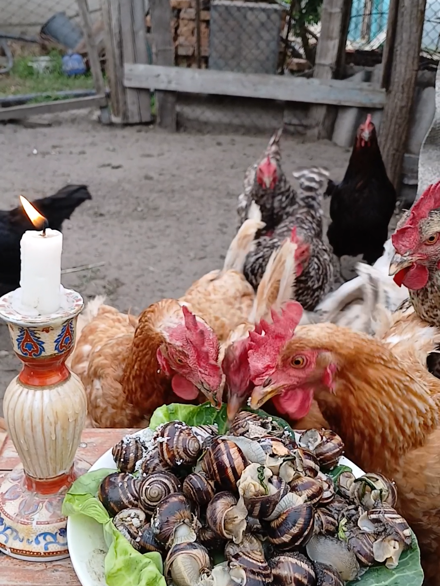 вечеря рівня мішлен#кури#ескарго#равлики#улітки#улітка