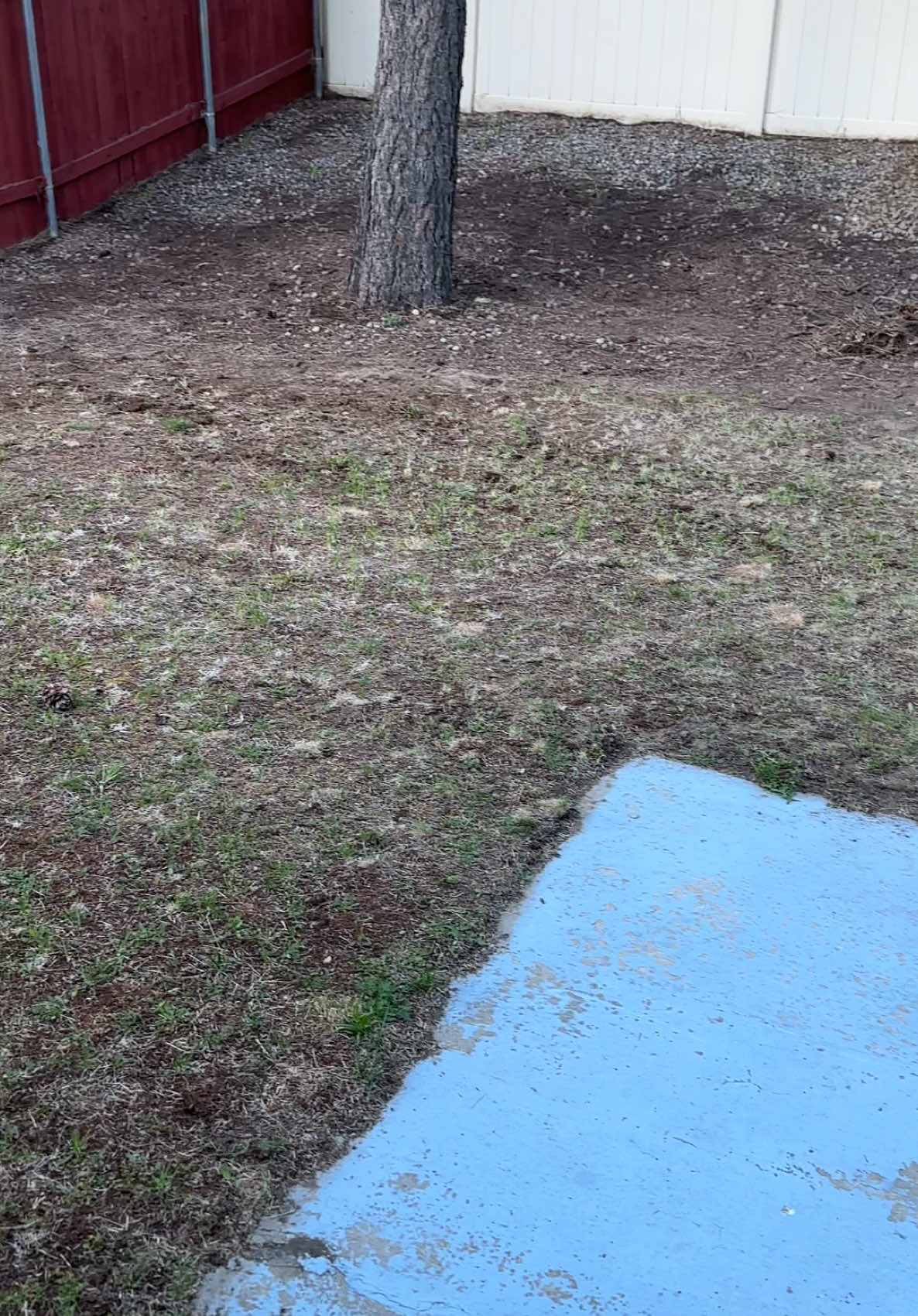 Slowly getting there, got a bit busy and neglected the yard @Scotts Lawn y’all wanna team up for some seeds? 😅😎 #lawn #firsttimehomebuyer #homeowner #fyp #scottslawn #ugc #homeimprovement #backyard 
