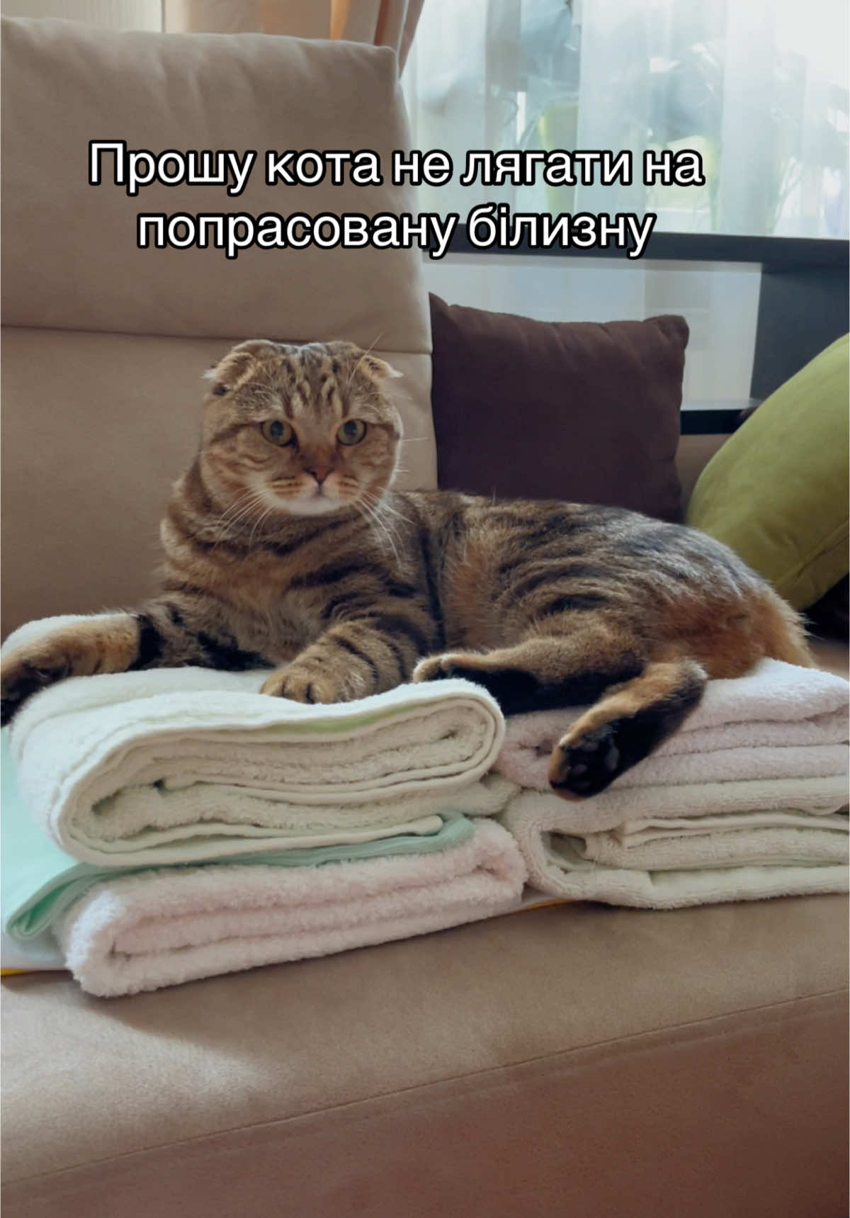 #котиприколи #котиукраїни #fyp #рек #гумор 