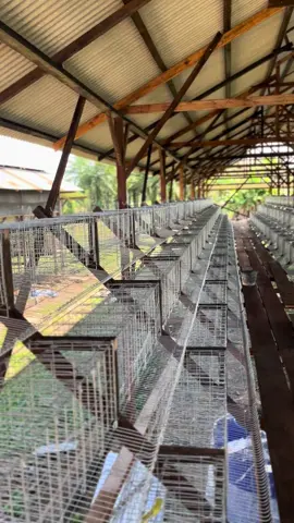 #ayampetelur #peternakayampetelur #pullet #peternakmudaindonesia #peternakpemula #peternakmuda 