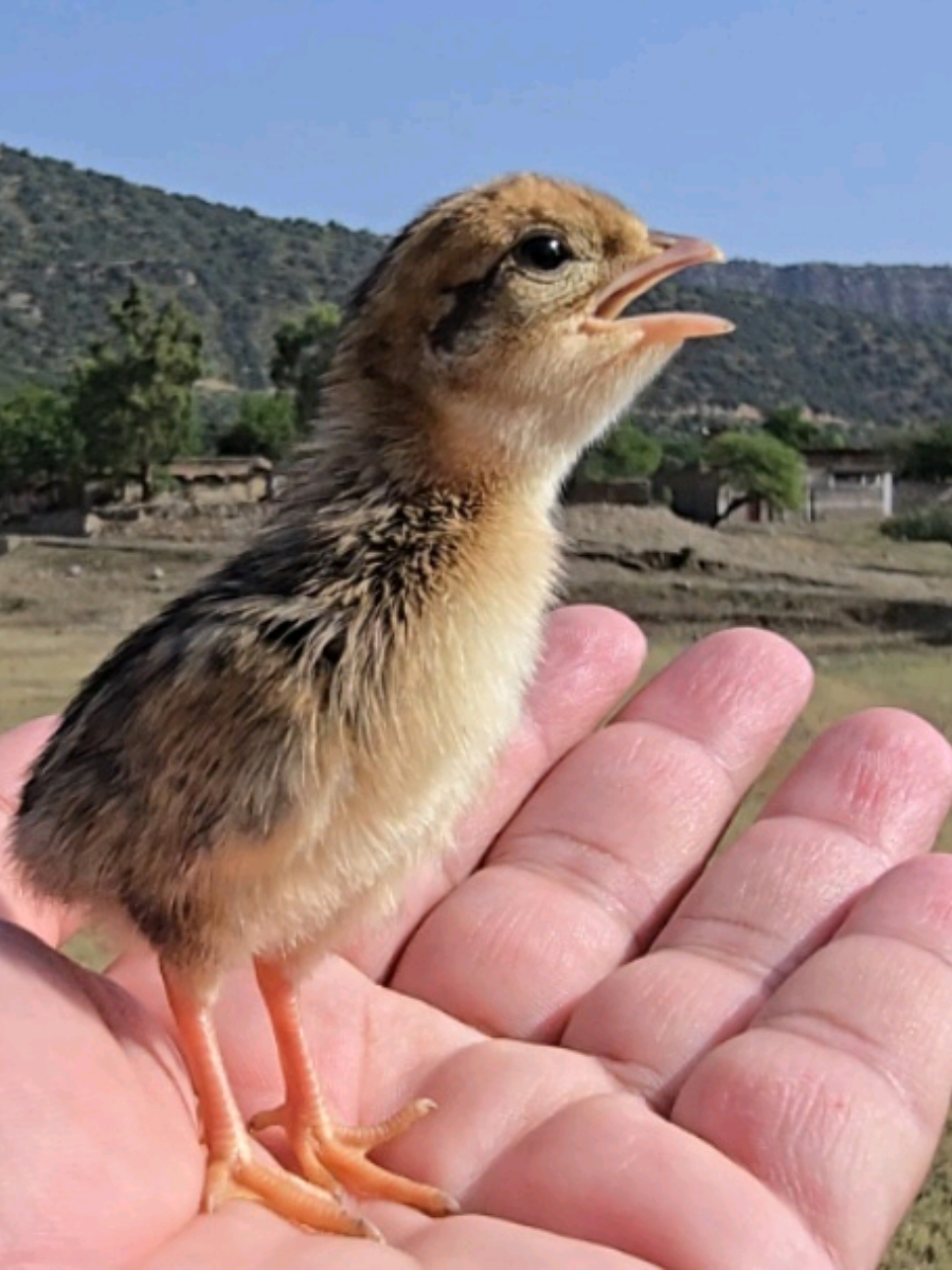 کالا تیتر بچے کی اواز  #teetarchicks #birdslover #foryoupage #foryou 