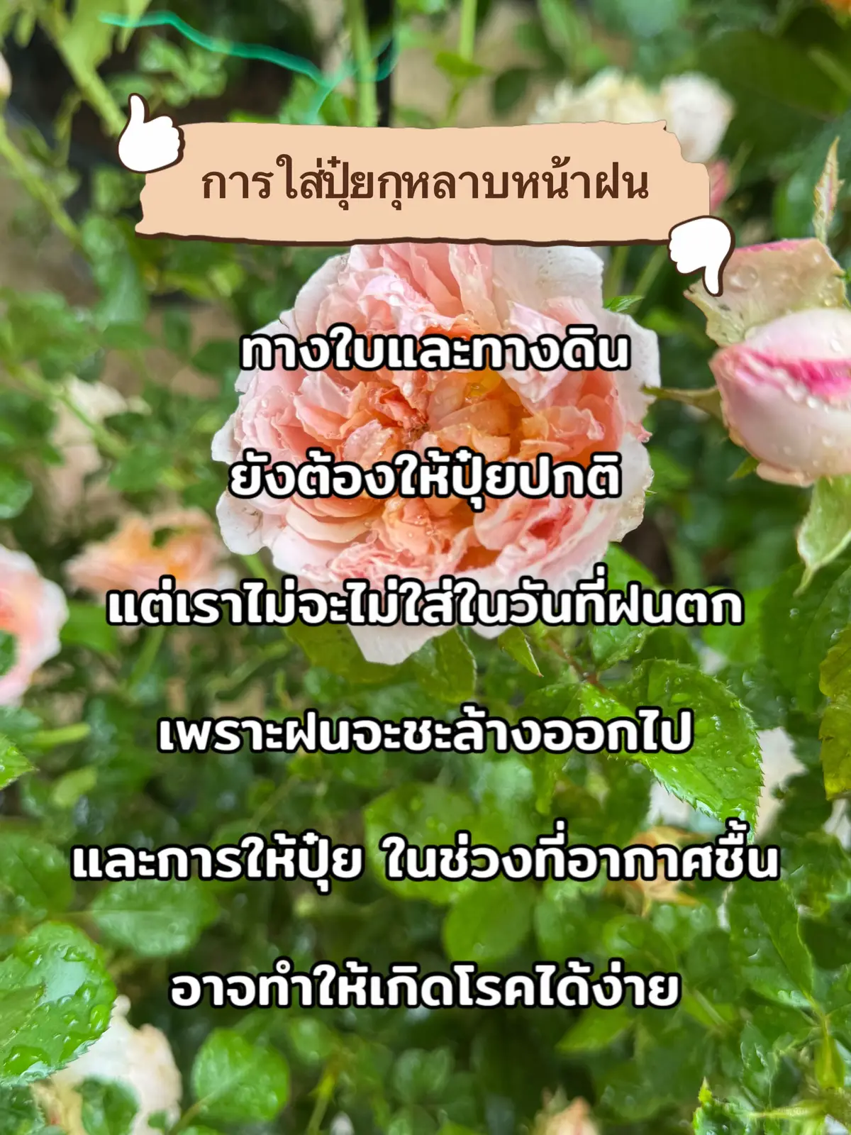 การดูแลกุหลาบหน้าฝน การใหปุ๋ยและยาป้องกัน#แนวทาง #โรคกุหลาบ #หน้าฝน #ทริคดีๆ 