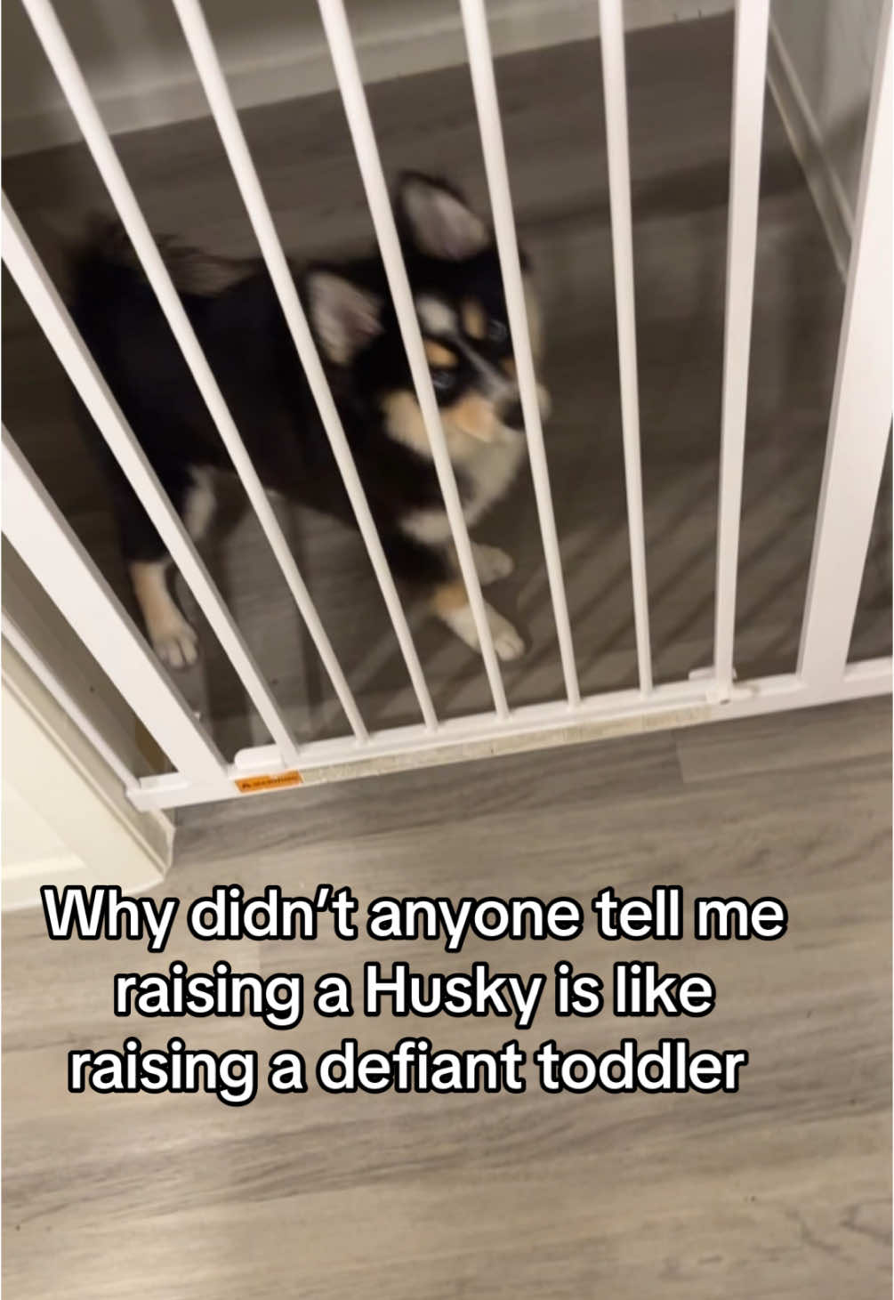 Before the paw patrol rangers comes he is 1000% okay he does this all the time to get attention, then talks back to me. He is a master escape artist but refuses to execute his plan while I am watching so he goes into his dramatic mode. #pomsky #husky #huskylife #pomskypuppy #huskysoftiktok #puppytiktok 