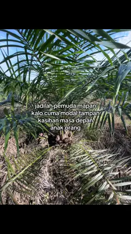 #ilhampntn #storysawit #sawitsumatra #sawitontiktok #sawitindonesia
