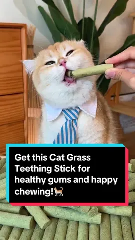 Get this Cat Grass Teething Stick for healthy gums and happy chewing!🐈
