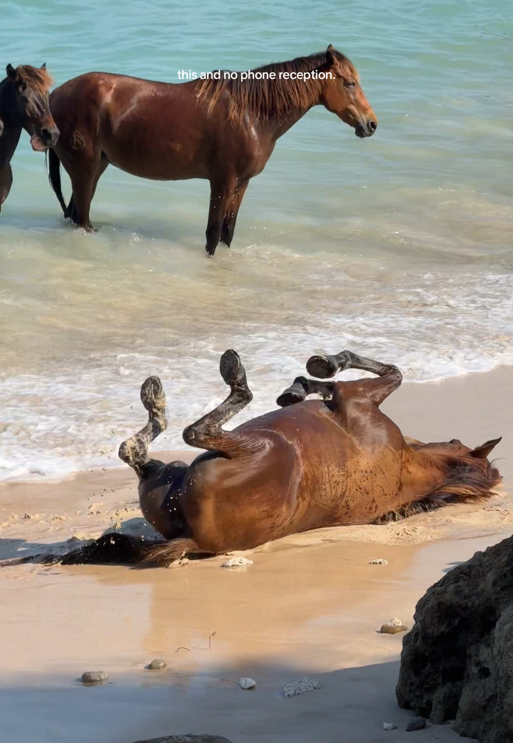 Paradies 🏝️ 🐎 🌊  📍 NIHI Sumba  #nihi #sumba #horses 