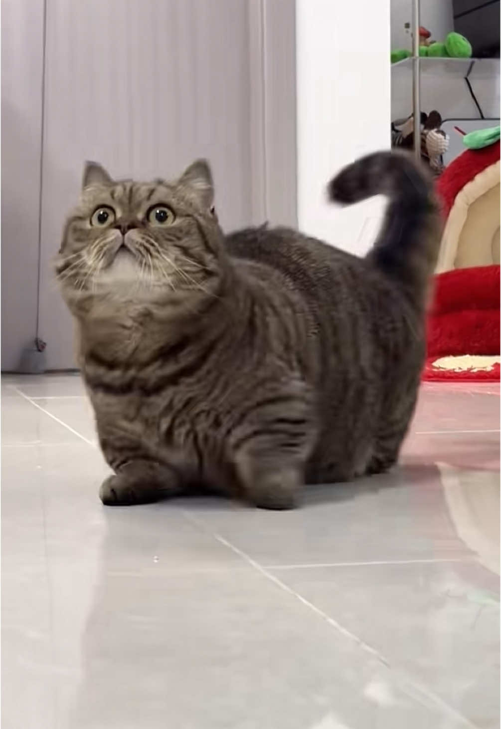 Nũng nịu chưa kìa🫢#petcat #thucung #meow #meoworyy #cat #socutecat #meoxinh 