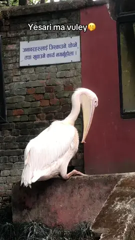 Pelicans are captivating birds known for their graceful flight and distinctive features, such as their long bills and large throat pouches. They are often featured in TikTok videos, showcasing their elegant movements . . 	#pelican #pelicanger #pelicansquad #pelicanlovers #babypelican #pelicanrescue 	#pelicano	#fyp (For You Page)	#funny #animal