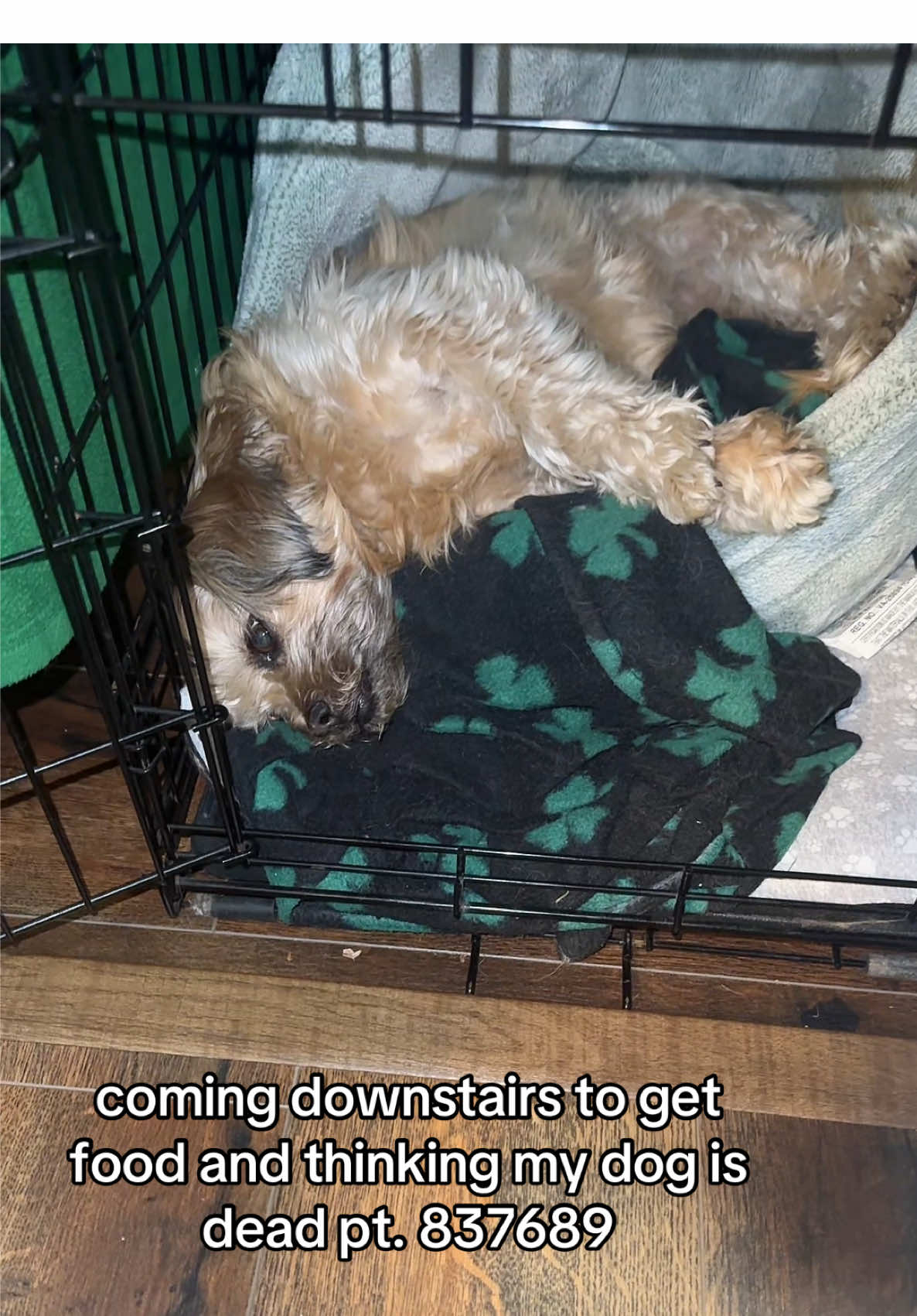 why does she sleep like that bro. #dog