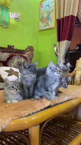 haloo kakak kakak semuanyaa! adek abcde officially open for adoption!🥹 alasan mereka mau di lepas adopt karna anabul dirumah ku sudah hampir mau 30 kucing🥹 jadi kita mutusin buat mencari forever homenya buat adek abcde biar mereka lebih nyaman dan terawat🥹 adek abcde umurnya sudah 2,5 bulan. bersihh, sudah pinter pup dan pee di litterbox. bagi kakak kakak yg mau tanya, bole dm disini yaa🥹🫶🏼terima kasih kakak #openadoption #kucing #palembang 