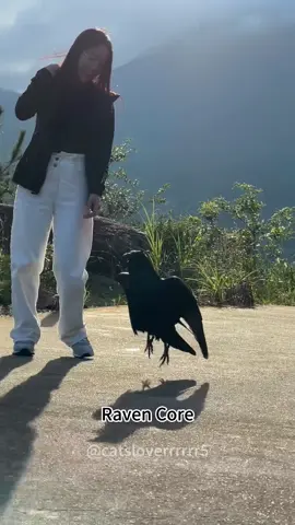 Crow core #crow #fypシ #cute #raven #core #funnycrow #crowlover #fypage 