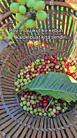 siapa yang sama🤣🤣#berkebun #kebunkopi #fy #fyppppppppppppppppppppppp 