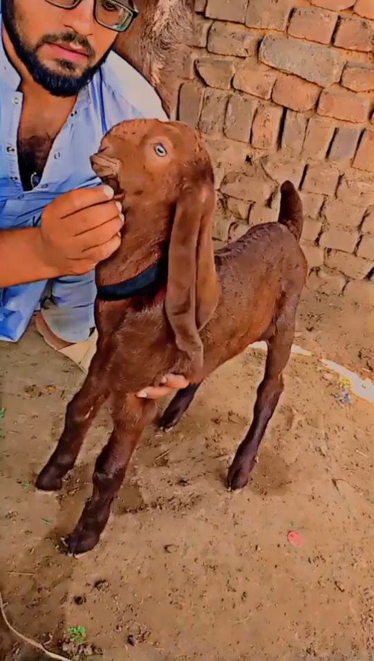 New entry2 female shok malik usman from Bewal ♥️#pakistani_tik_tok #viraltiktok #100k @Hammad Nazeer @Nasir @Malik Shakeel official @Ammar choudhary 