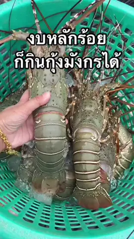 กุ้งมังกรเซ็ท 5 ตัว 429 บาท #กุ้งมังกร #อาหารทะเล #จัดส่งทั่วประเทศไทย🇹🇭 