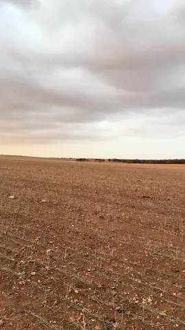 Soul destroying drought #drought #australia #MentalHealth #MentalHealthAwareness #country #farmlife #farm #liveforthechallenge 
