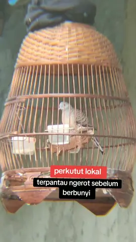 perkutut lokal alam terpantau ngerot sebelum berbunyi #perkututlokal #fyp #jangkauanluas 