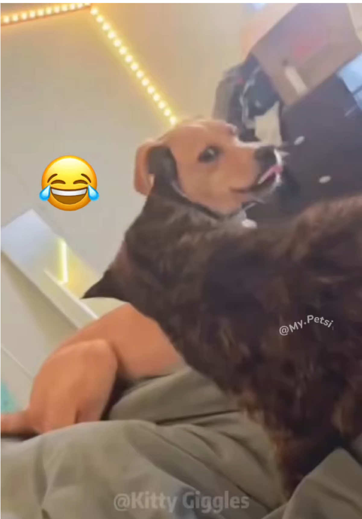 @Adam.elea1 @My Petsie @My Petsie @Adam.elea1 @My Petsie Store @🐾Ricky 🐾  When Dogs Just Can’t Mind Their Business 😂🐾 | Cats Losing Patience! #MyPetsie  ___________________________________________  Explore the Link in Our Bio for More Best Pets Toys & Supplies! 🛒🛍️  ___________________________________________    Follow @my.petsie  For More Daily Videos 🔥❤️  ___________________________________________  These dogs are on a mission—to annoy every cat in sight! From playful pokes to full-on chaos, the cats are not having it 😂 Watch these hilarious dog vs. cat moments that prove cats really are the masters of patience (most of the time). Hit that like button and tag a friend who needs a laugh today! 🐕😼 ___________________________________________  Plz Dm for credit & removal 💬 ___________________________________________  Our social Media : 👇(contact on us Instagram    @my.petsie & @my.petsie1 & @mypetsie.store  ___________________________________________  #FunnyDogs #DogsAnnoyingCats #CatsVsDogs #PetFails #FunnyAnimals #DogPranksCat #AnimalComedy #FunnyPets #catComedy #DogComedy #CatMeme #DogMeme #CuteAndFunnyPets #DogVsCat #ViralPets #PetHumor #LaughOutLoud #AnimalVideos #DogsBeingDogs #CatsBeingCats #MyPetsie 
