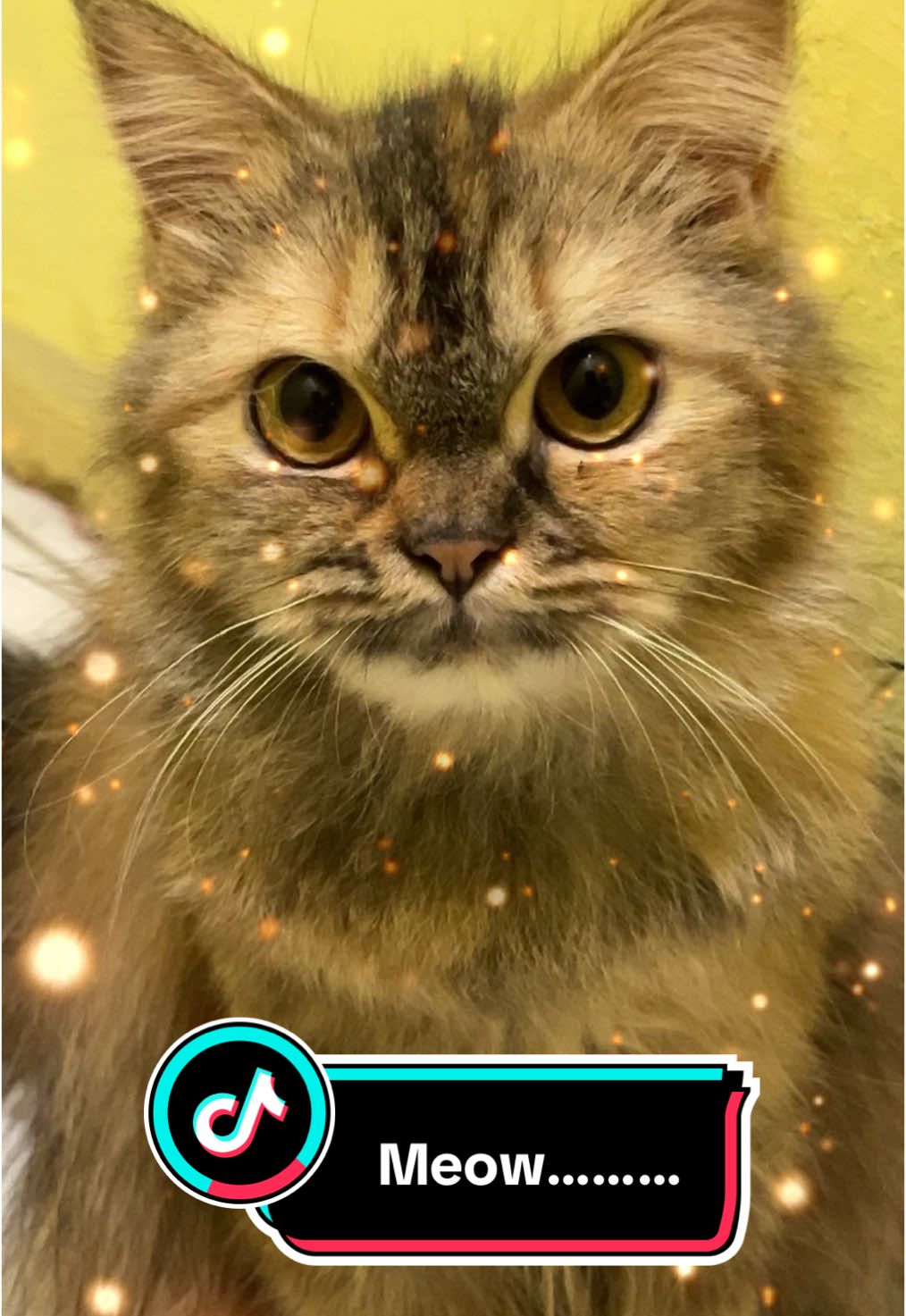 Meow…. #fyp #cat #catlovers 