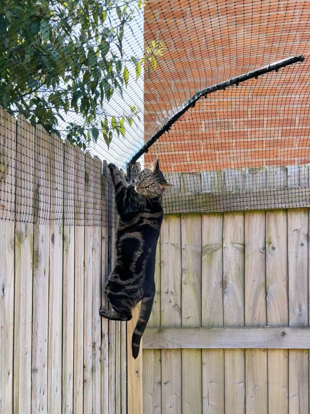 Replying to @aarongreen320She is so much happier now she can play outdoors, after being stuck inside because of the busy road.. cars go so fast around here and some of my neighbours have lost cats. 💔  ProtectaPet Cat Fence Barriers prevent your curious cats from leaving the garden, keeping them safely contained. 😻✨  Available with nationwide professional installation or DIY kits from the ProtectaPet website. 🎉 #cats #catproofgarden #catfencebarrier 