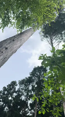 檜の伐採【林業】 #林業 #山師 #japan #forest #宮崎 #伐採 