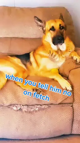 #dogsoftiktok #foryoupage #germanshepherd 