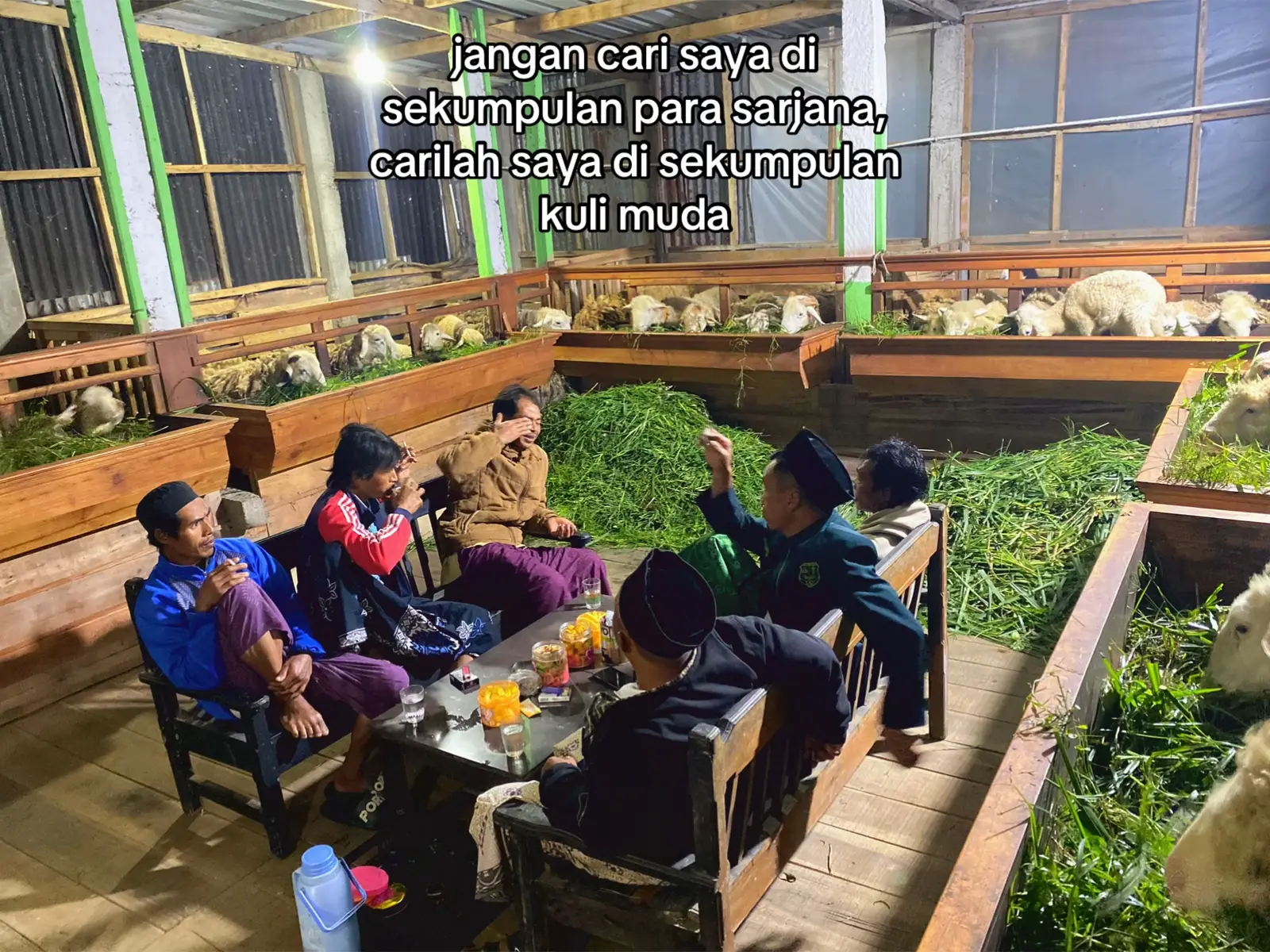 absen bolo #masukberandamuu #peternakkambing #xyzbca #fypシ 