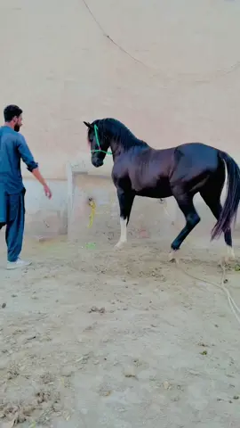 Kher muska di ❤️#ماشاءاللہ🌼🌿🍍ماشاءاللہ👌👌👌👌 #viral #viralجنون #plzunfrezemyaccount #viraltiktok #گھوڑے_شوق_نواباں_دا🐴 @adnan abbas @گھوڑوں کی دنیا @Sagheer Abbas Rind 