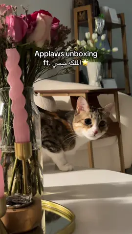 🌟🌟🌟 #unboxing #kittenlove #catsoftiktok #قطط #تبني_لاتشتري #adoptdontshop 