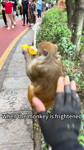 You yelled “Hey~” and the monkey’s fur exploded.🗣️🐒💣🙆‍♂️#monkey#fouryoupage#funny#fypシ#pets#usaus#foryou 