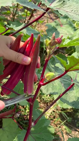 Đậu bắp đỏ Rạng Đông #hatgiongrangdong #rangdongseeds #gardening #mauvuon