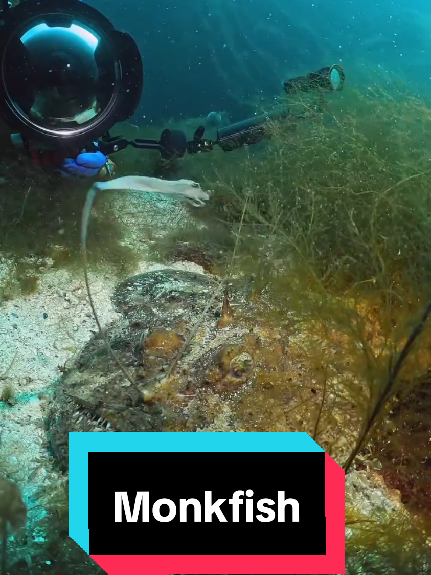 Monkfish (Anglerfish) fishing for passing prey 🩵 🎥 by veru.diver #monkfish #fishing #angling #anglerfish #scubadiving 